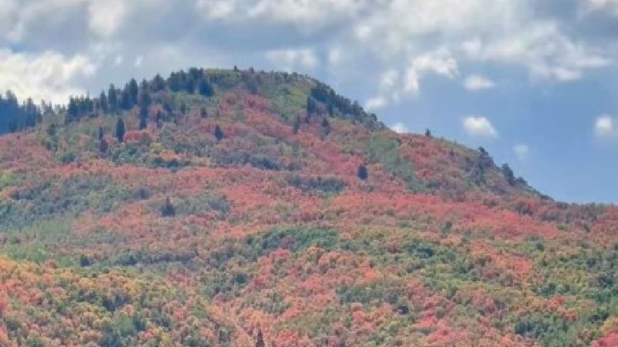 Early peak fall foliage found at Kyhv Peak and Buffalo Peak in Provo on Saturday. Utah's mountains are showing signs of fall through colors a little over a week before autumn officially starts with the autumnal equinox.