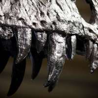 Fossil tooth analysis confirms Tyrannosaurus rex was warm-blooded