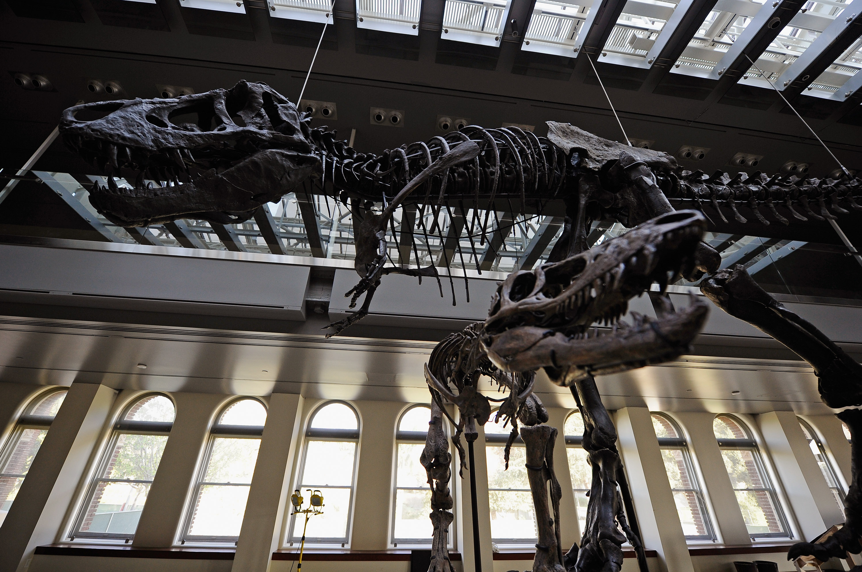 Thomas the Tyrannosaurus rex and a baby T-Rex, featuring three specimens of varying ages, are seen at the Natural History Museum of Los Angeles County on February 1, 2011 in Los Angeles, California.