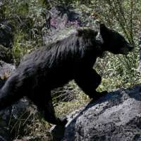 Black bear euthanized in Grand Teton National Park after visitors repeatedly leave food behind