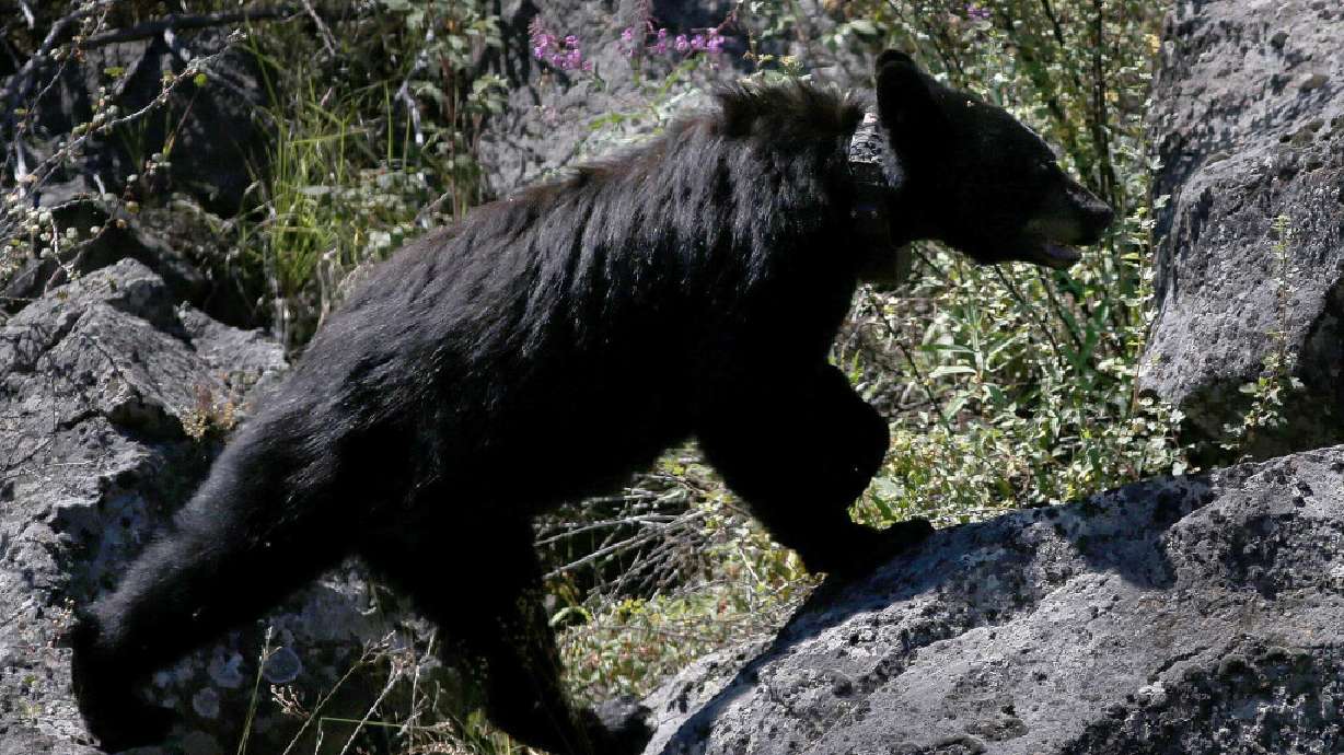 A black bear climbs over the rocks inside Yellowstone National Park on Aug. 8, 2018. A black bear was euthanized near a popular backcountry lake in Grand Teton National Park after officials said visitors repeatedly allowed the animal to get human food.