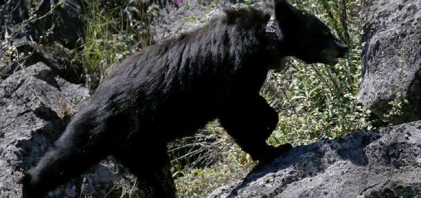 Black bear euthanized in Grand Teton National Park after visitors repeatedly leave food behind