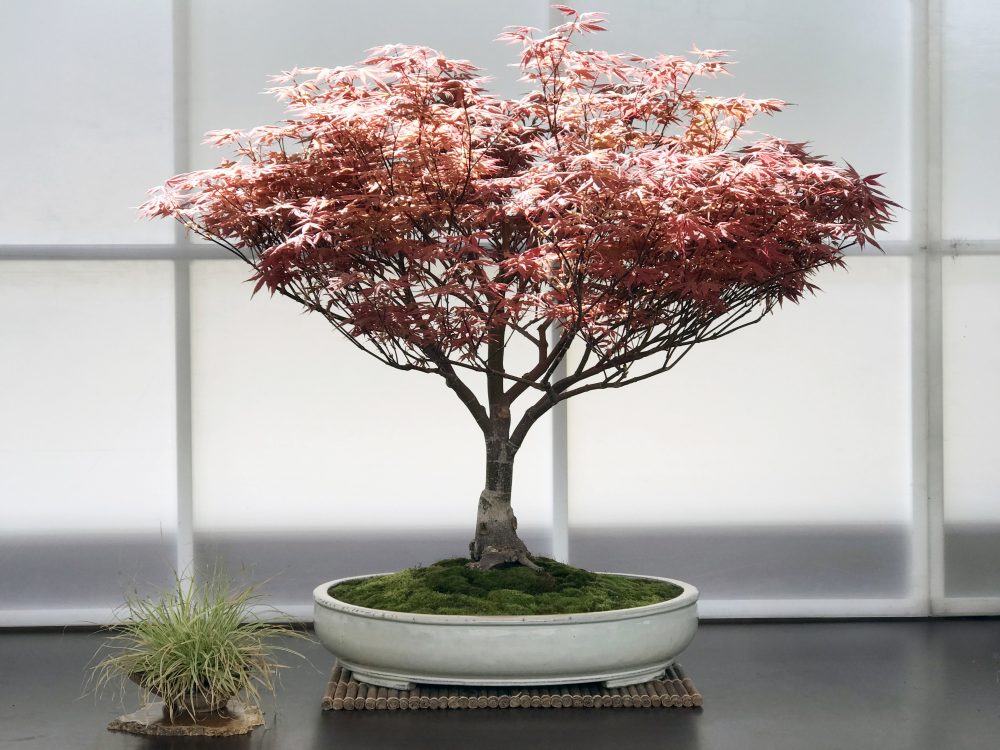 Fall Bonsai Show 2026