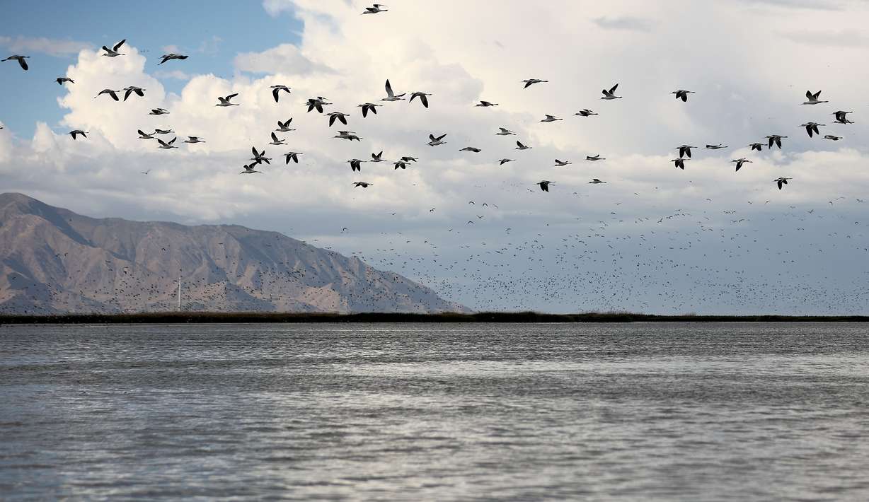 Birds fly over Farmington Bay on the eastern side of the Great Salt Lake on Thursday.