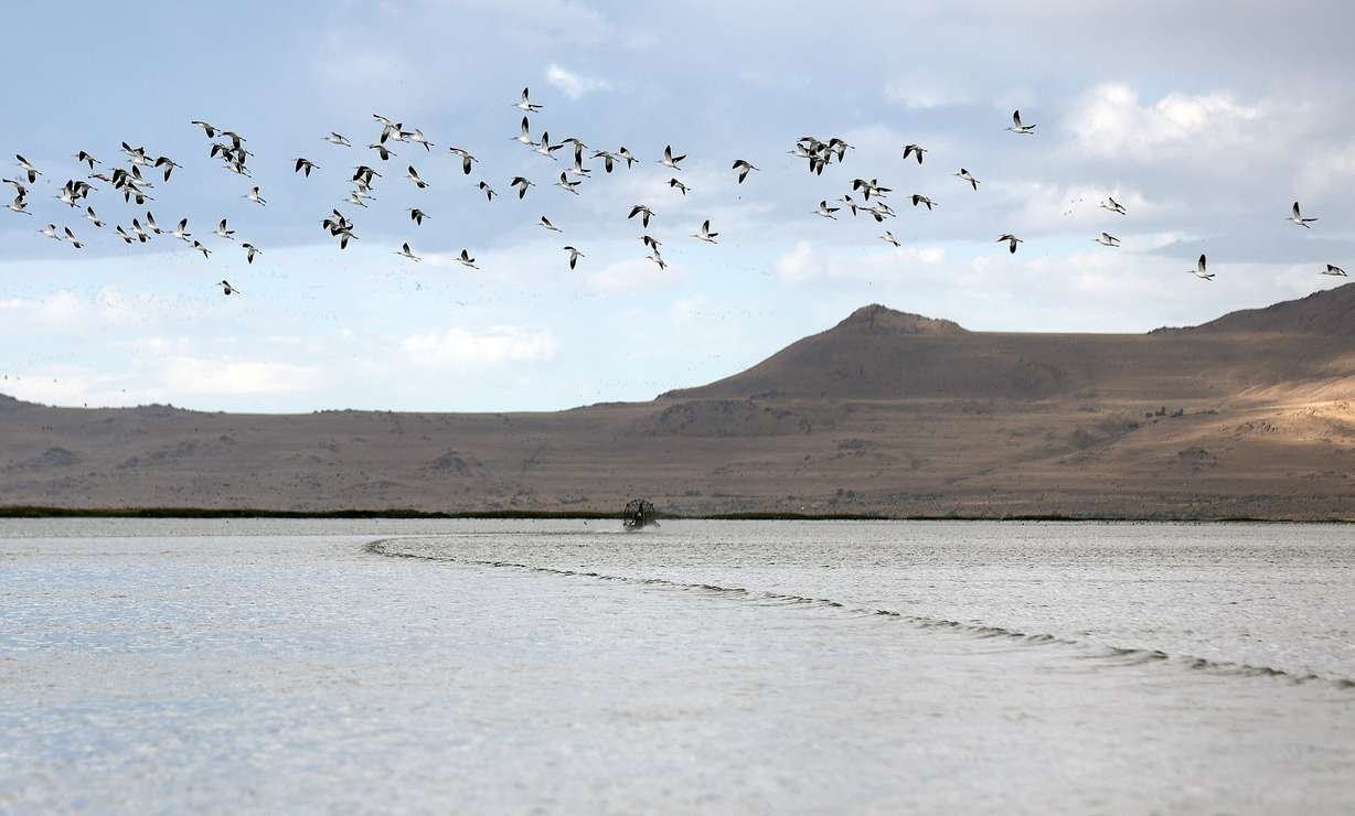 Birds fly over an airboat moving through Farmington Bay on the eastern side of the Great Salt Lake on Thursday. Containing phragmites, which can threaten native birds, are part of the priorities to save the lake.