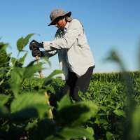 Scientists hope deeper-rooted soybeans can withstand climate extremes and store more carbon