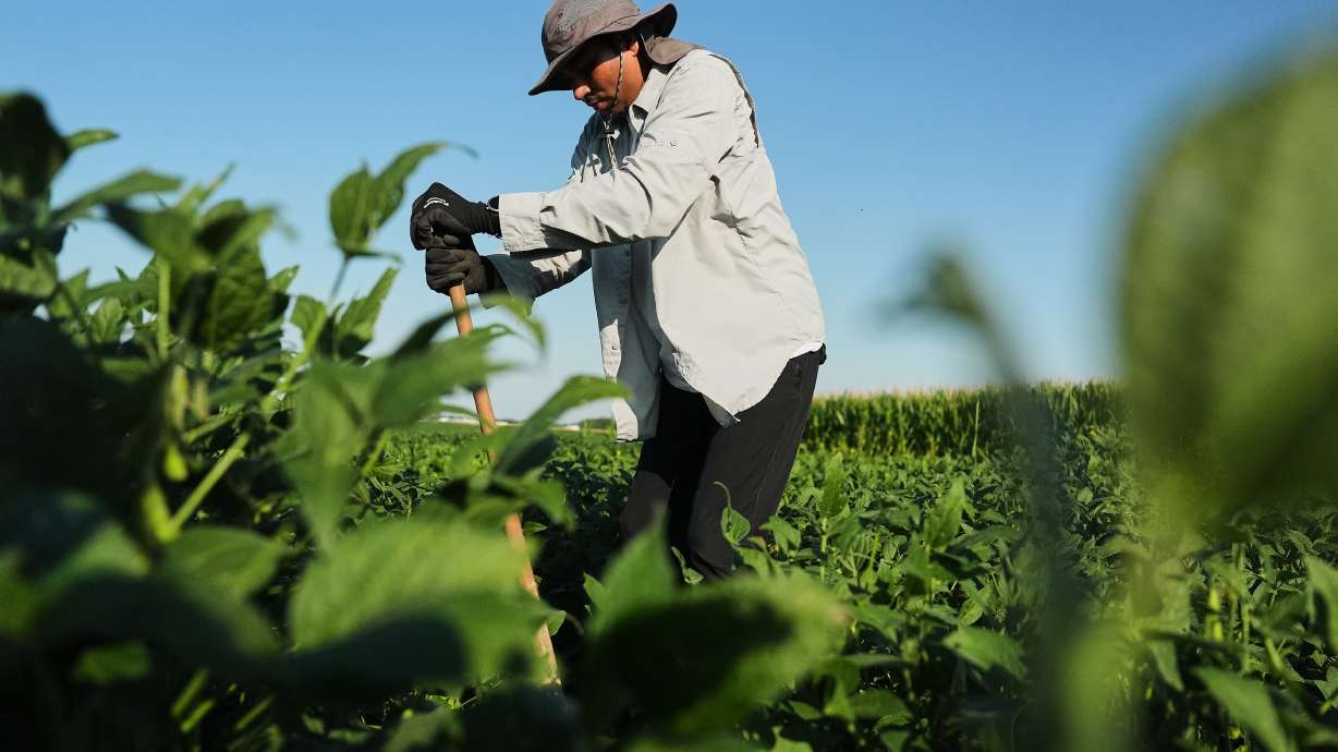 Ashish Rajurkar, a research scientist at the Salk Institute, digs out root samples from genetically-engineered soybeans, Sept. 1, at a research field in Urbana, Ill.