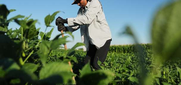 Scientists hope deeper-rooted soybeans can withstand climate extremes and store more carbon