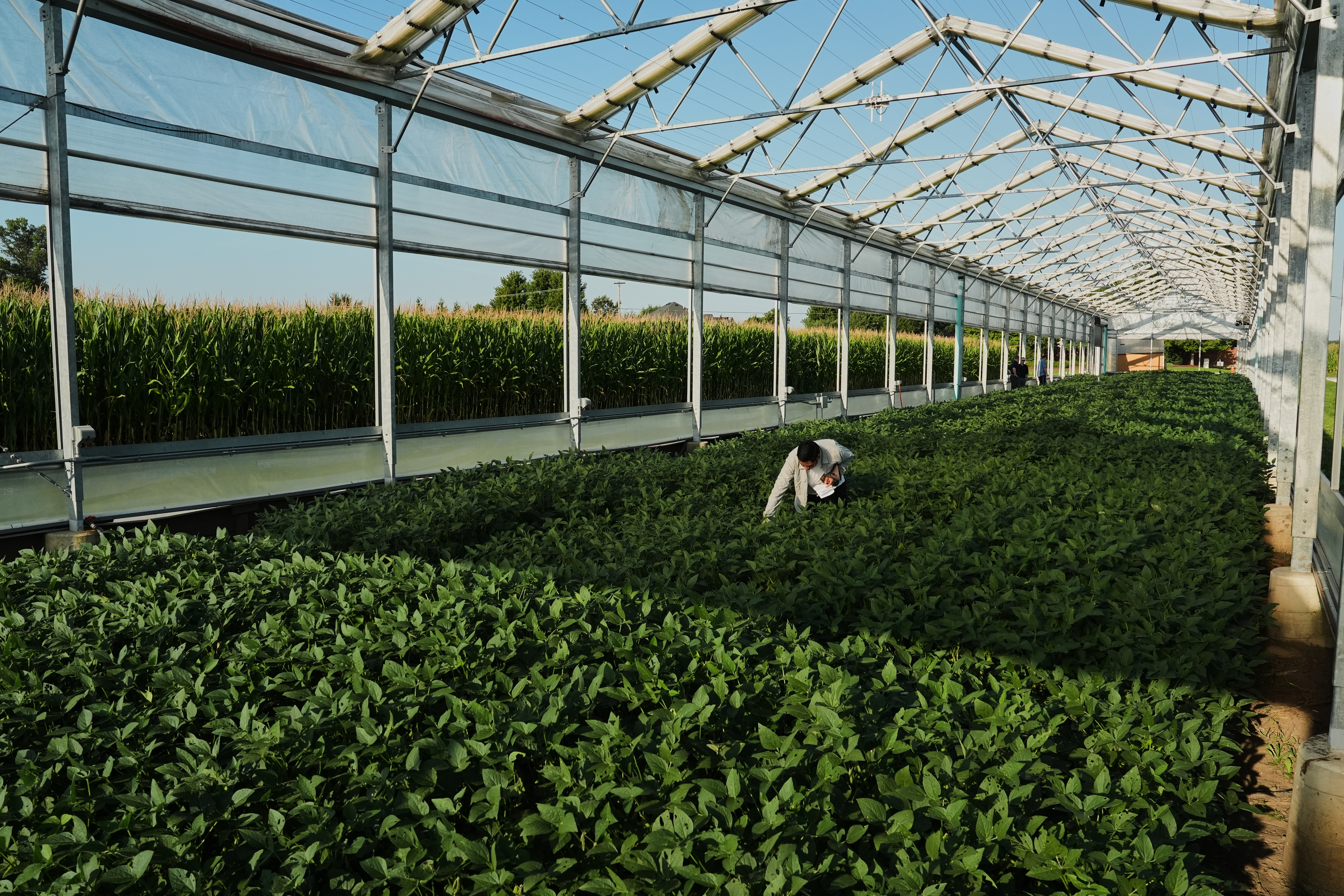 Ashish Rajurkar, a research scientist at the Salk Institute, examines a greenhouse of genetically engineered soybeans, Sept. 1, at a research farm in Champaign, Ill.
