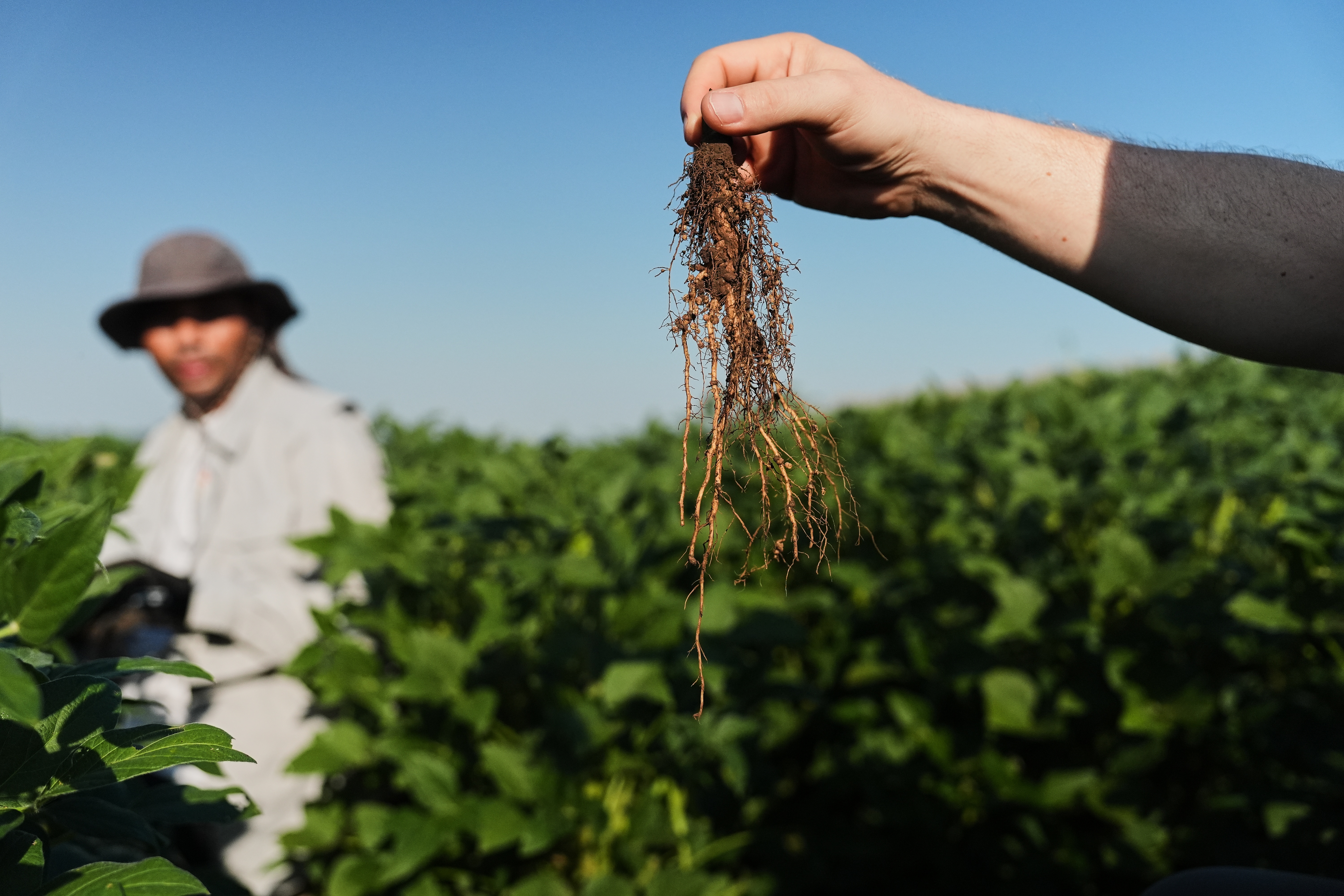 Wolfgang Busch, director of the Harnessing Plants Initiative at the Salk Institute, holds up a soybean root that was genetically engineered to grow downward, Sept. 1, at a research farm in Urbana, Ill.