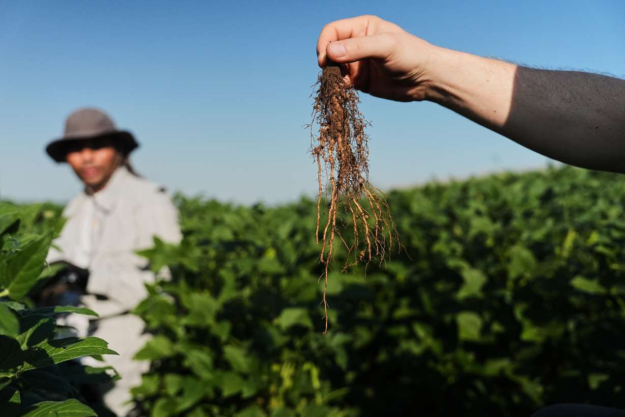 Wolfgang Busch, director of the Harnessing Plants Initiative at the Salk Institute, holds up a soybean root that was genetically engineered to grow downward, Sept. 1, at a research farm in Urbana, Ill.