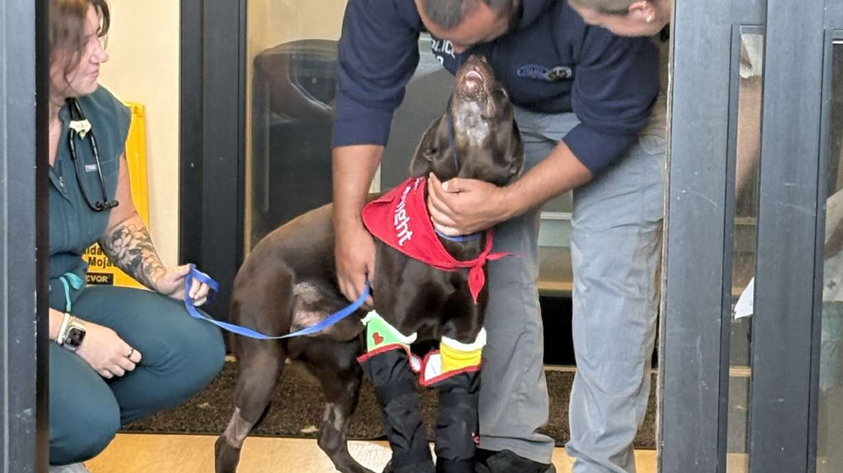 Bruno, who broke two legs from jumping off a freeway overpass earlier this week, was sent home on Thursday to continue his recovery.