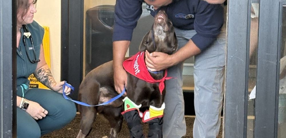 'Bruno,' the Park City police K-9 injured from jumping off an overpass, is home