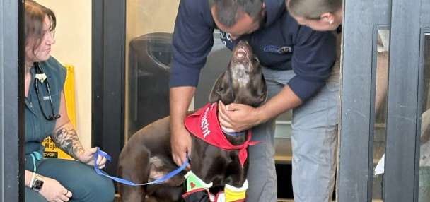 'Bruno,' the Park City police K-9 injured from jumping off an overpass, is home