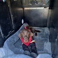'Call Life Flight,' police release video of Park City K-9 jumping off freeway overpass