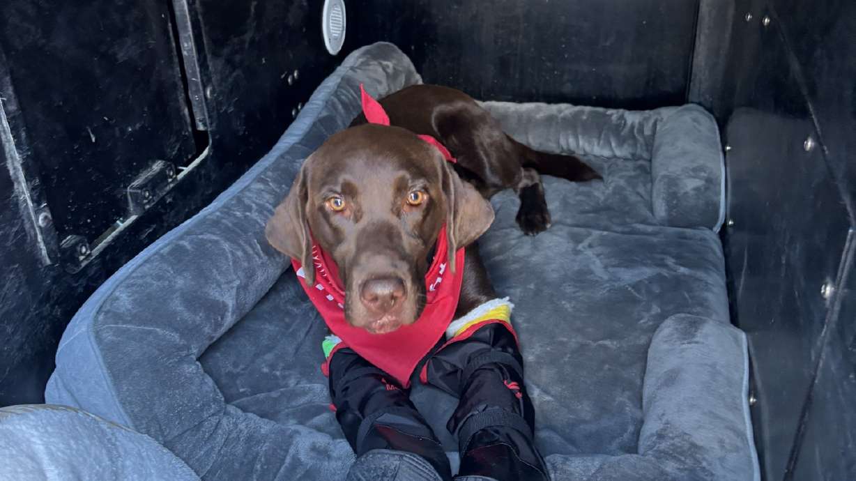 Bruno, a police K-9 who broke two legs from jumping off a freeway overpass during an investigation on Sept. 15, remains at home, continuing to recover.