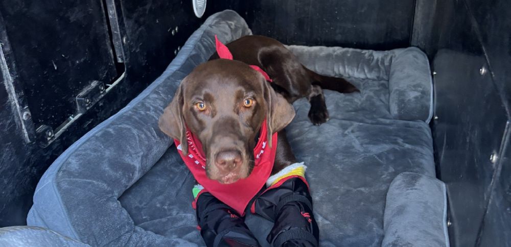 'Call Life Flight,' police release video of Park City K-9 jumping off freeway overpass