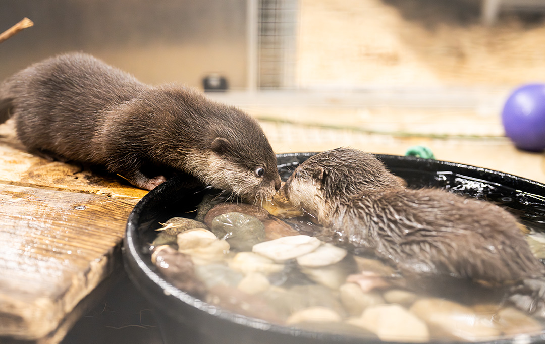 Draper aquarium celebrates landmark birth of otter pups