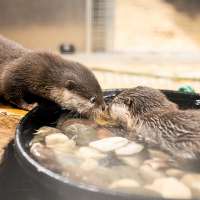 Draper aquarium celebrates landmark birth of otter pups