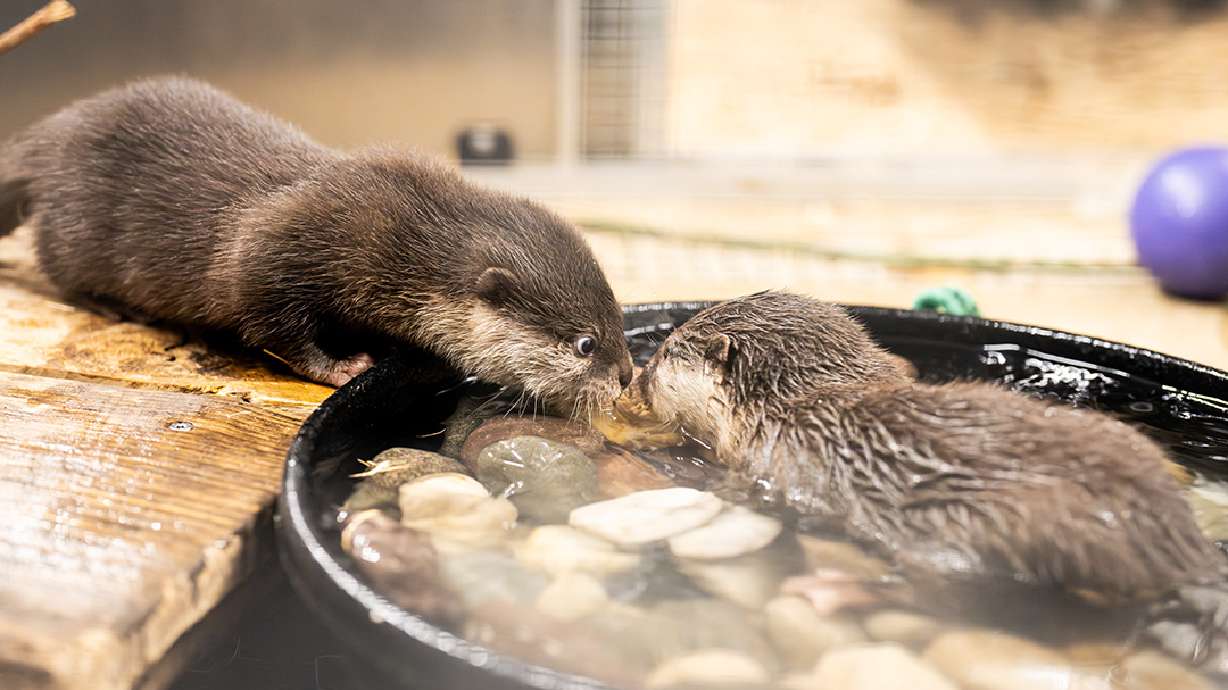 The Loveland Living Planet Aquarium recently welcomed two Asian small-clawed otter pups.
