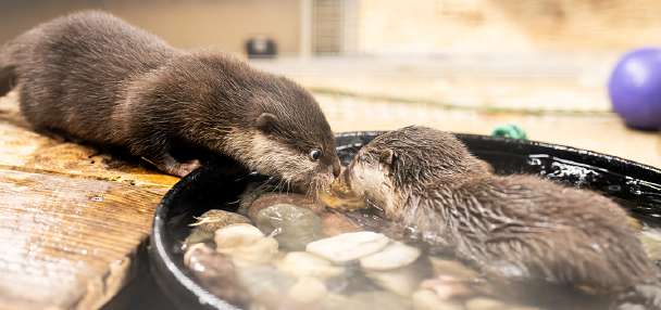 Draper aquarium celebrates landmark birth of otter pups
