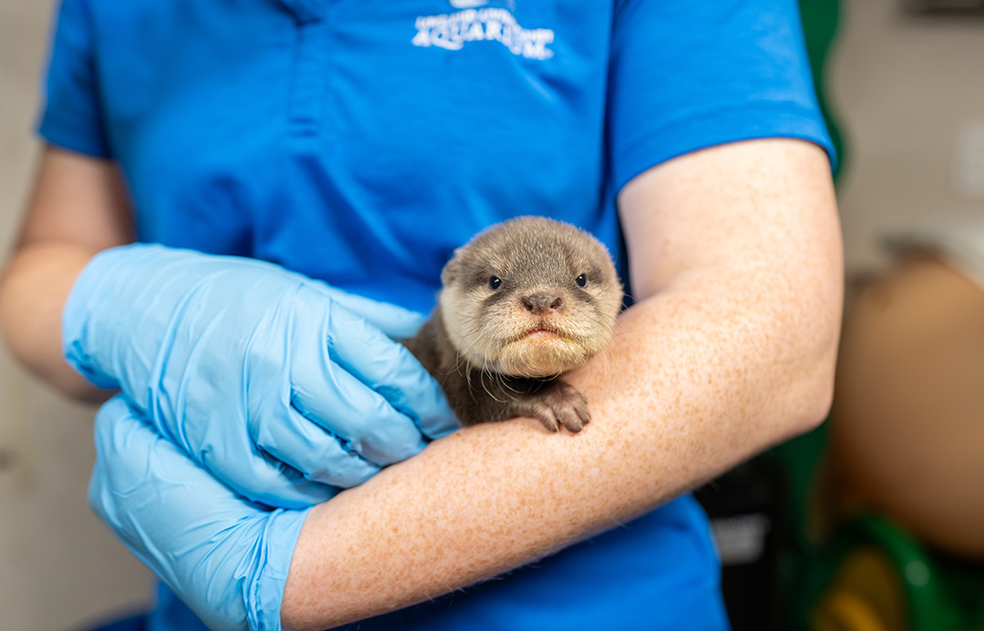 The Loveland Living Planet Aquarium recently welcomed two Asian small-clawed otter pups.