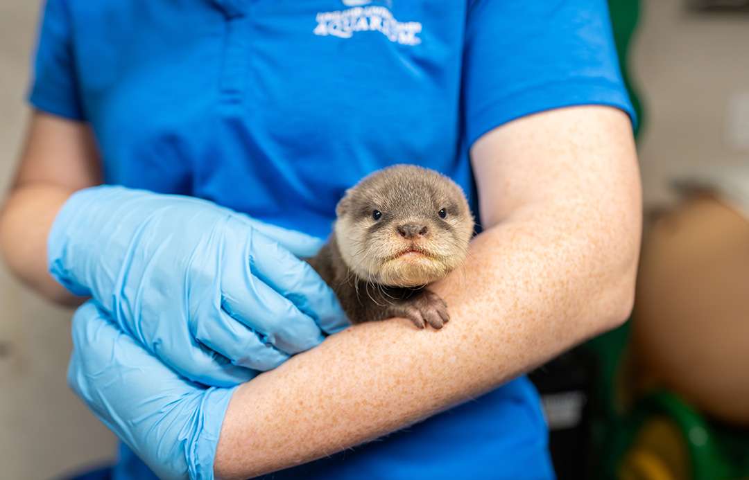 The Loveland Living Planet Aquarium recently welcomed two Asian small-clawed otter pups.