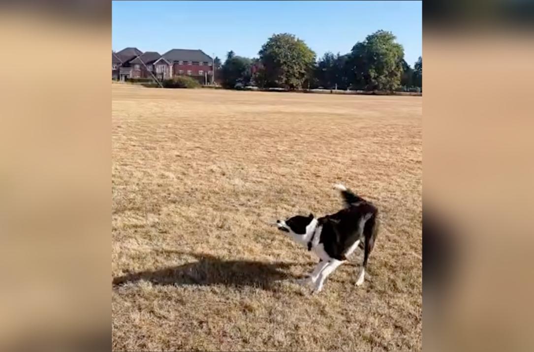 Have You Seen This? Talented dog flies a kite