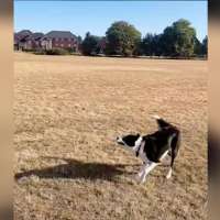 Have You Seen This? Talented dog flies a kite