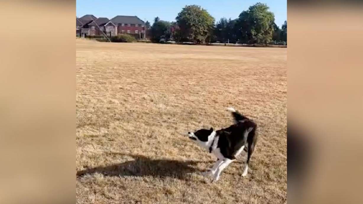 A border collie learns to fly a kite in Reading, Berkshire, United Kingdom, on Aug. 5.