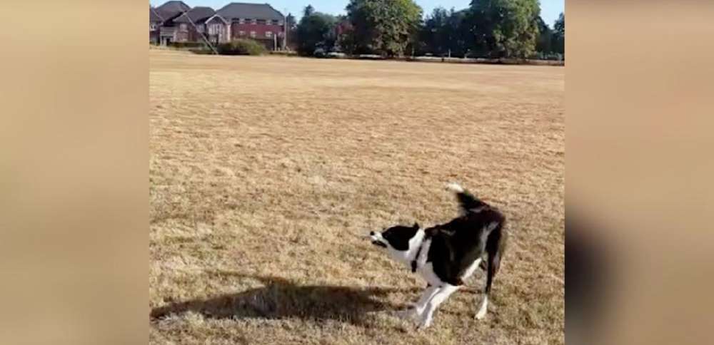 Have You Seen This? Talented dog flies a kite