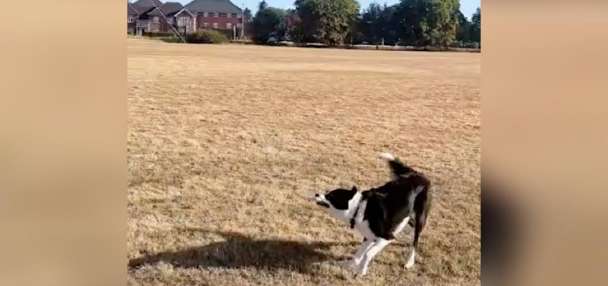 Have You Seen This? Talented dog flies a kite