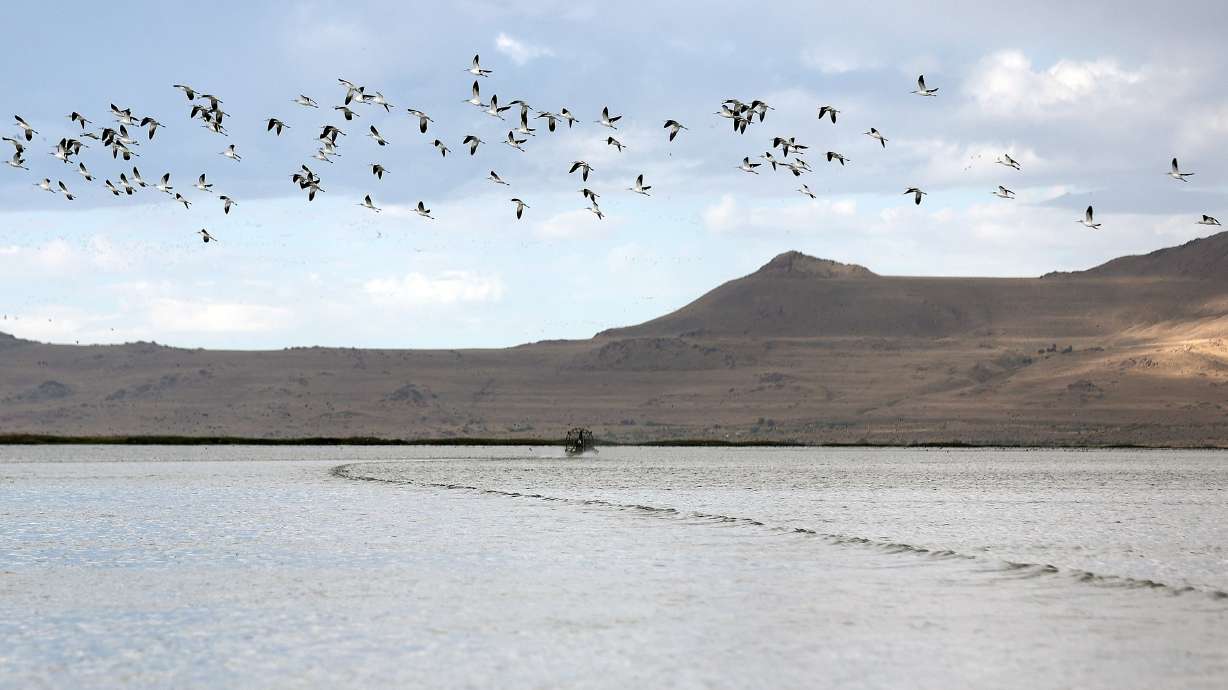 Birds fly over an airboat moving through Farmington Bay on the eastern side of the Great Salt Lake on Sept. 17. A report released on Wednesday outlines ways many different sectors can improve collaboration as they try to save the shrinking lake.