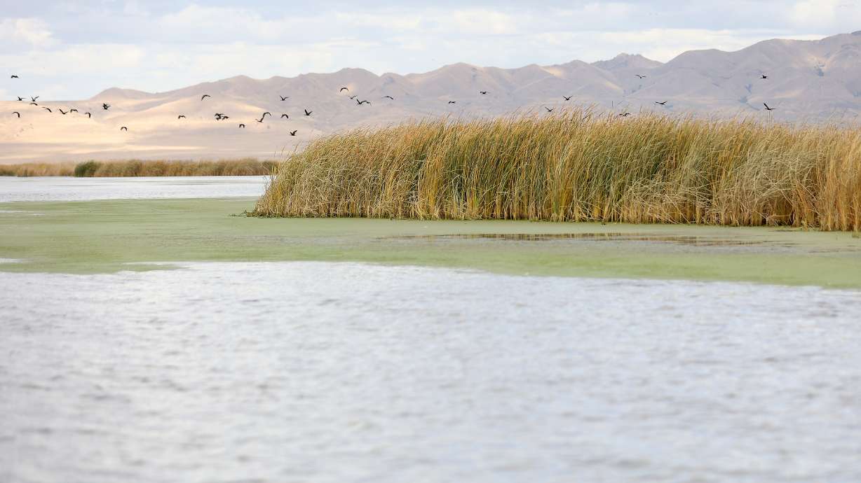 Birds fly over Farmington Bay on the eastern side of the Great Salt Lake on Thursday. Utah legislators can't wait to get their hands on President Donald Trump's proposed $1 billion budget line item to restore the lake.