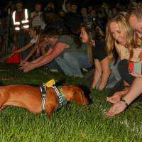 Utah Tech to hold annual 'Weenie Mania' to unite community one dachshund at a time