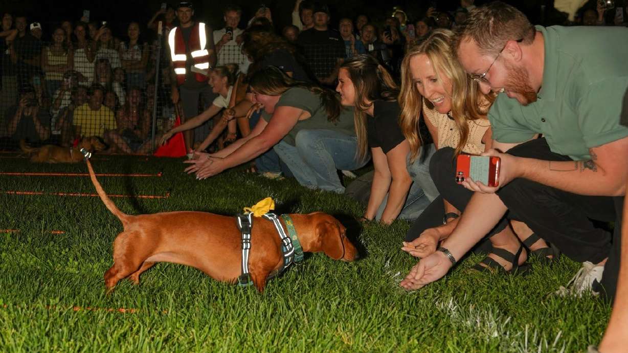 The Utah Tech University student body is holding its third annual Weenie Mania event featuring dachshund races. Event organizers say Weenie Mania is quickly becoming an event that brings the community and student body together.