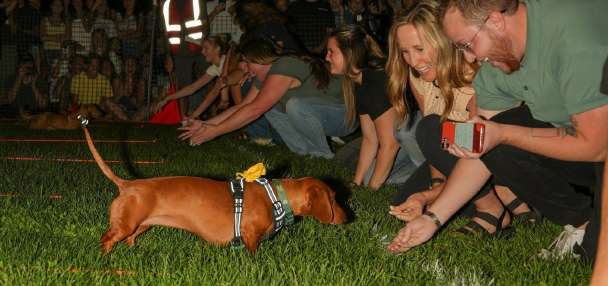 Utah Tech to hold annual 'Weenie Mania' to unite community one dachshund at a time