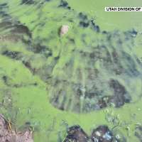 As waterfowl hunting season begins in Utah, a warning about harmful algae from state officials
