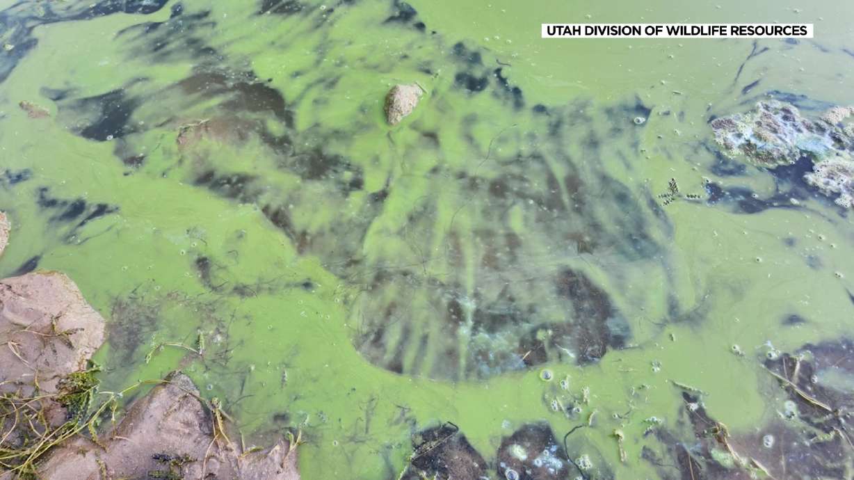 Hunters should be aware of harmful algae growing in some of Utah's waterways as waterfowl hunting season gets underway this weekend.