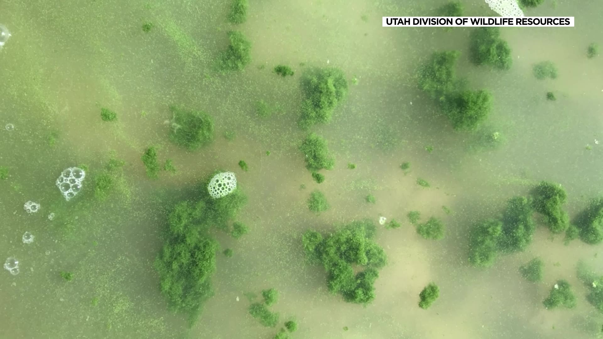 Almost 30 bodies of water across Utah are under watch and warning advisories for harmful algae, a concern for officials as the state's waterfowl hunting season gets underway.
