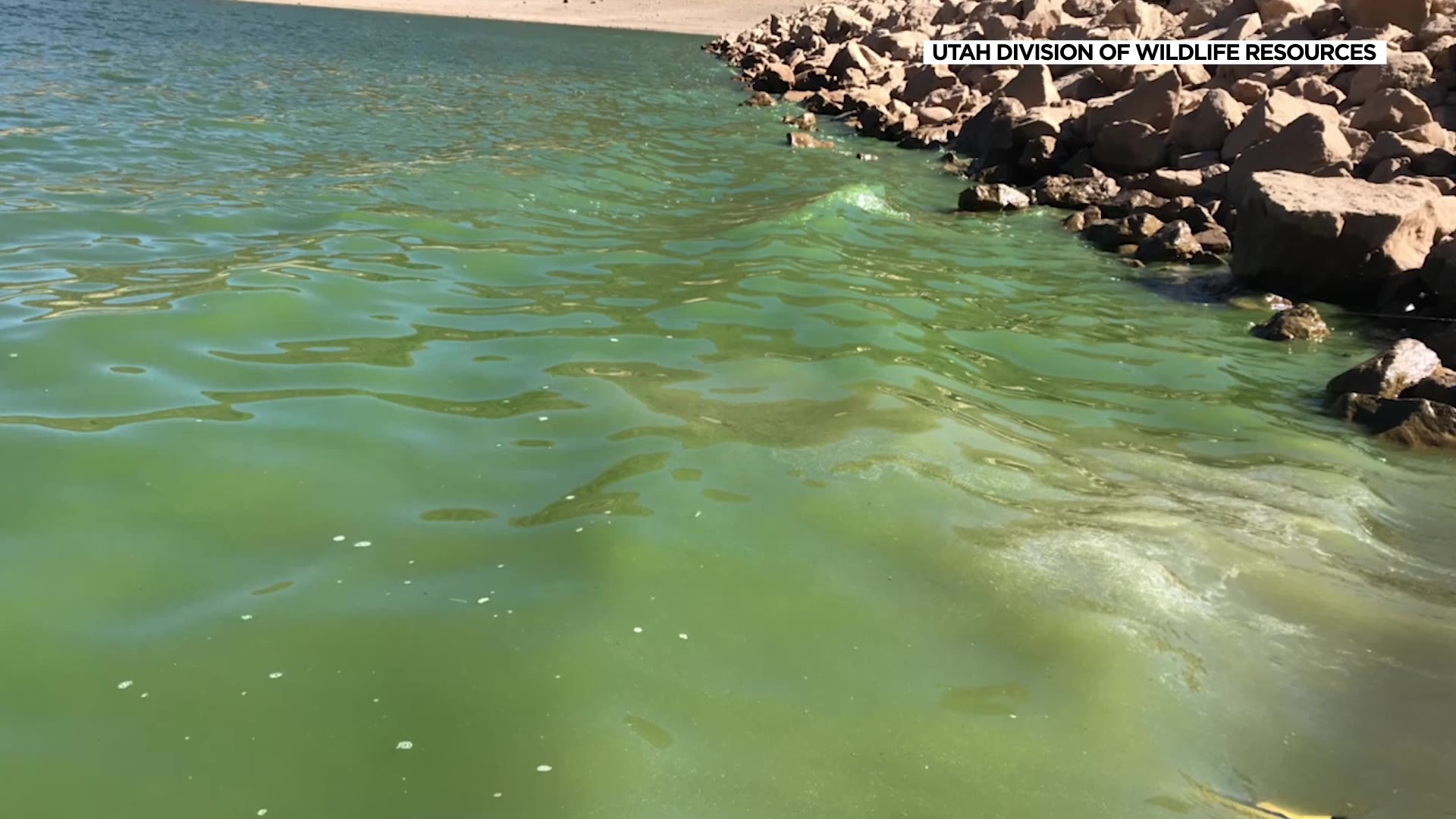 Utah wildlife officials ask hunters participating in the waterfowl hunting season to be aware of water conditions, especially be on the lookout for the presence of harmful algae.