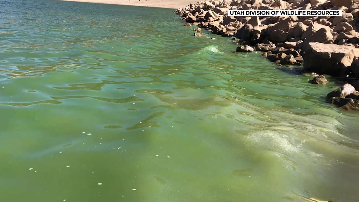 Utah wildlife officials ask hunters participating in the waterfowl hunting season to be aware of water conditions, especially be on the lookout for the presence of harmful algae.