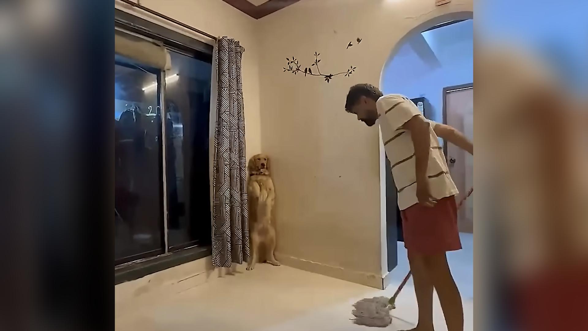 Have You Seen This? Helpful dog makes mopping a breeze