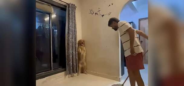 Have You Seen This? Helpful dog makes mopping a breeze
