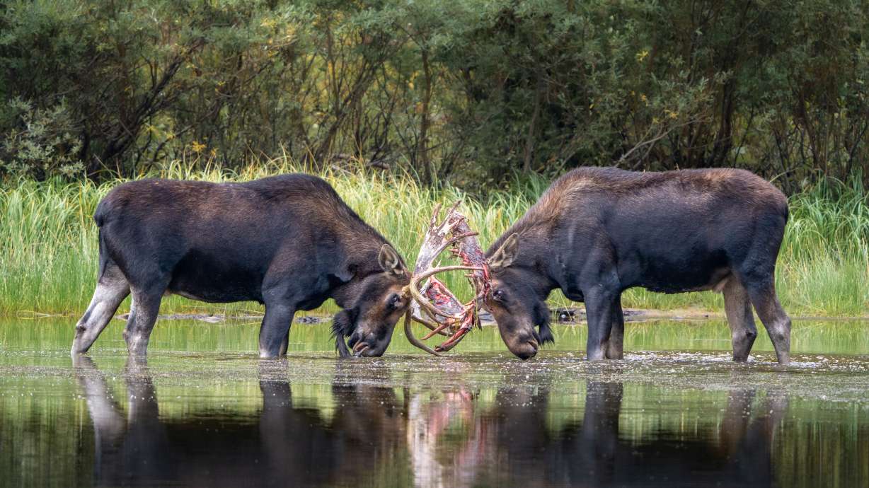 Andy Coleman, a teacher from Sandy has taken up a hobby of photographing animals in the wild, as seen in this undated photo.