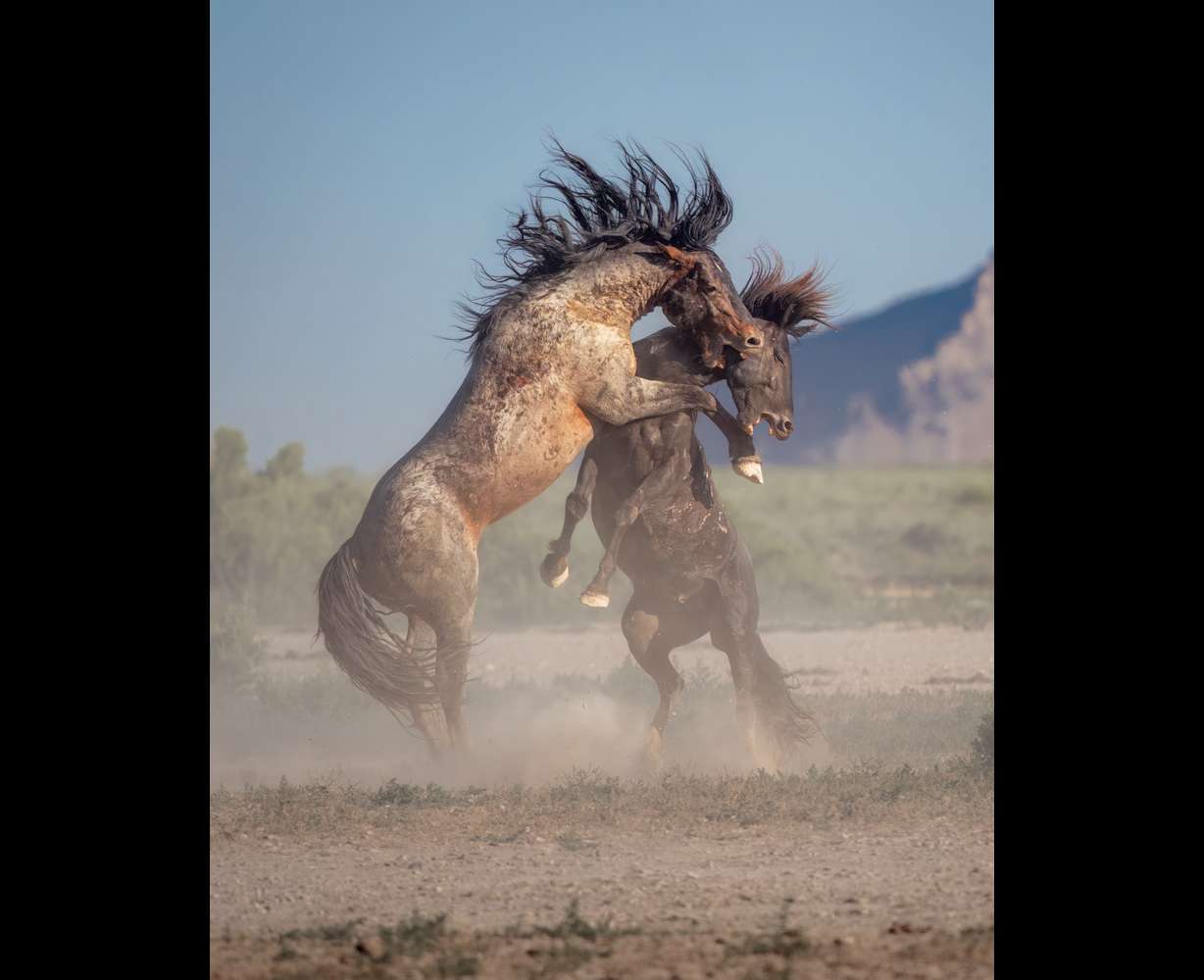 Andy Coleman, a teacher from Sandy has taken up a hobby of photographing animals in the wild, as seen in this undated photo.