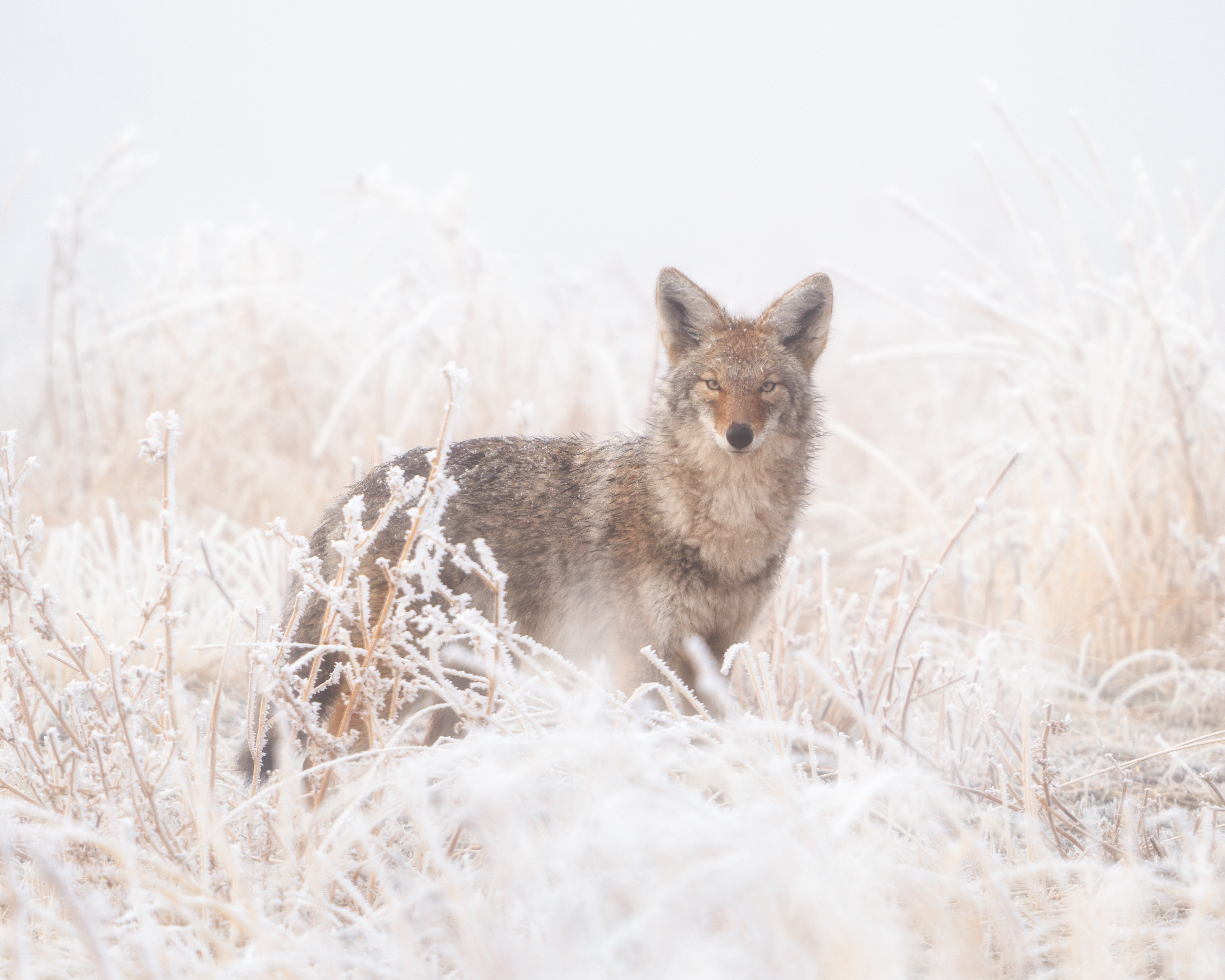 Andy Coleman, a teacher from Sandy has taken up a hobby of photographing animals in the wild, as seen in this undated photo.
