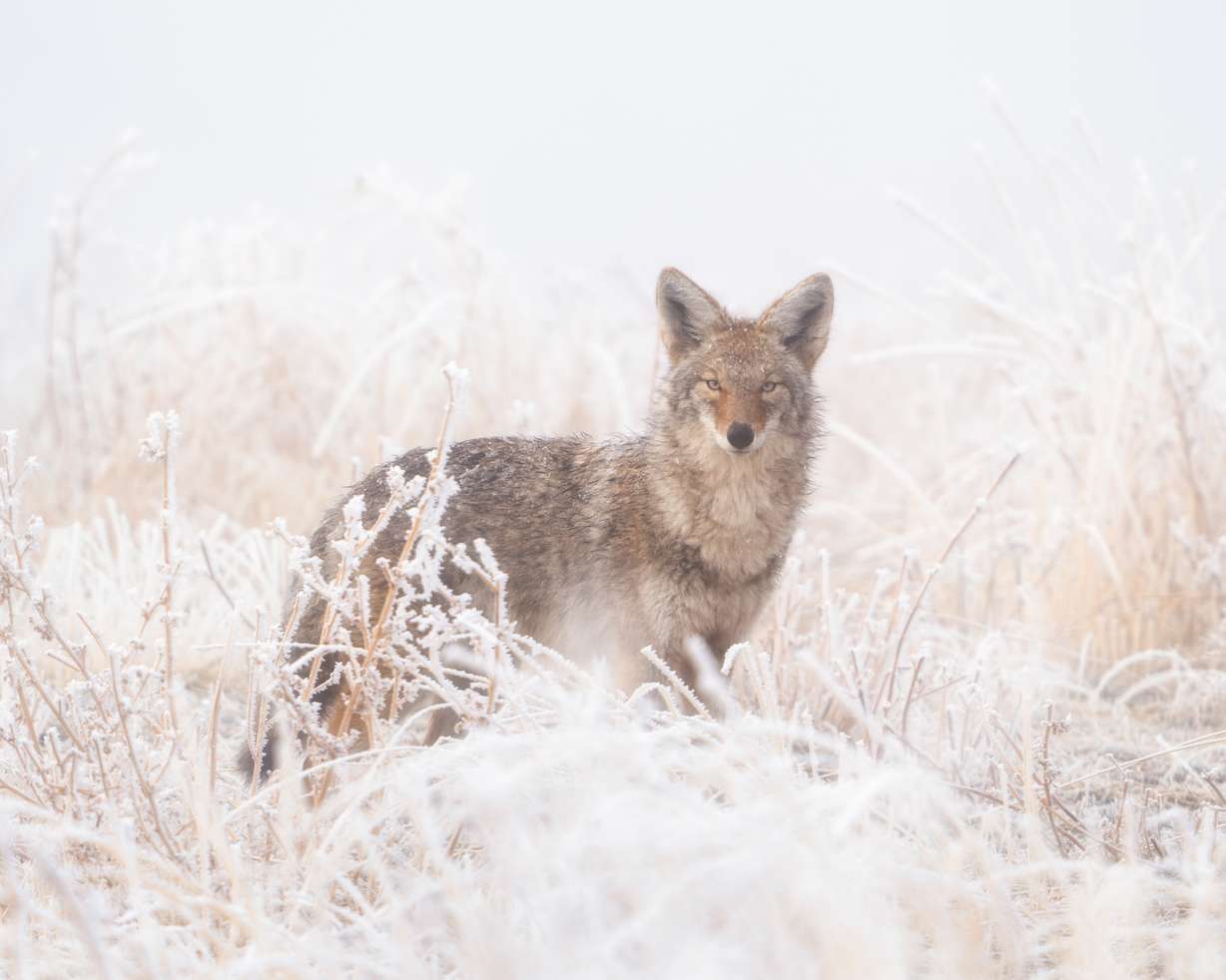 Andy Coleman, a teacher from Sandy has taken up a hobby of photographing animals in the wild, as seen in this undated photo.