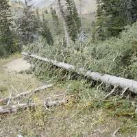 The aftermath of the Davis County tornado