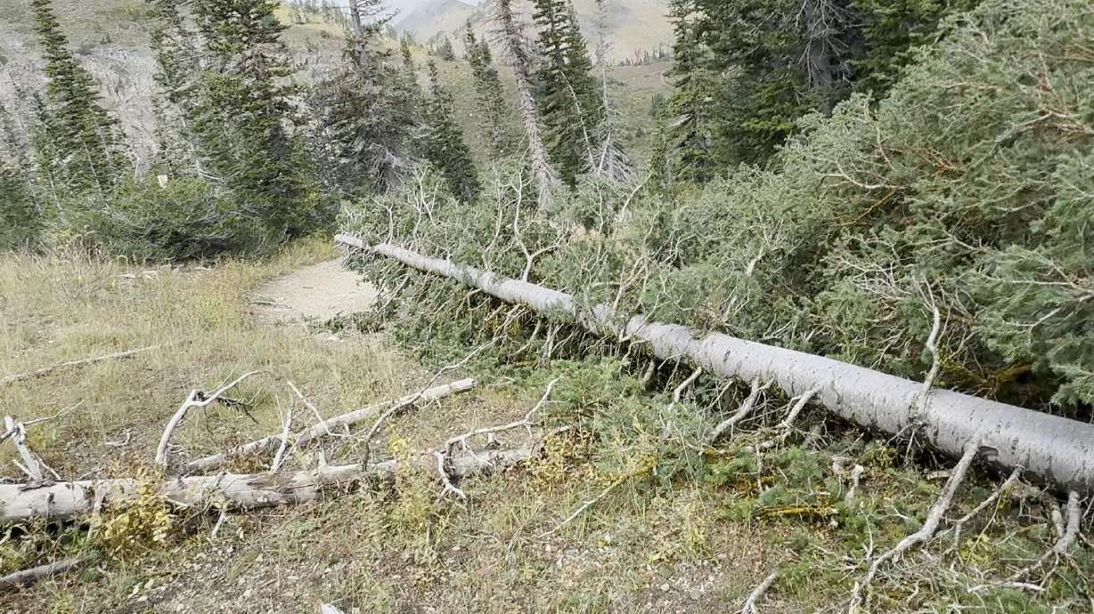 Numerous trees in the Davis County mountains were uprooted after a tornado touched down on Friday.